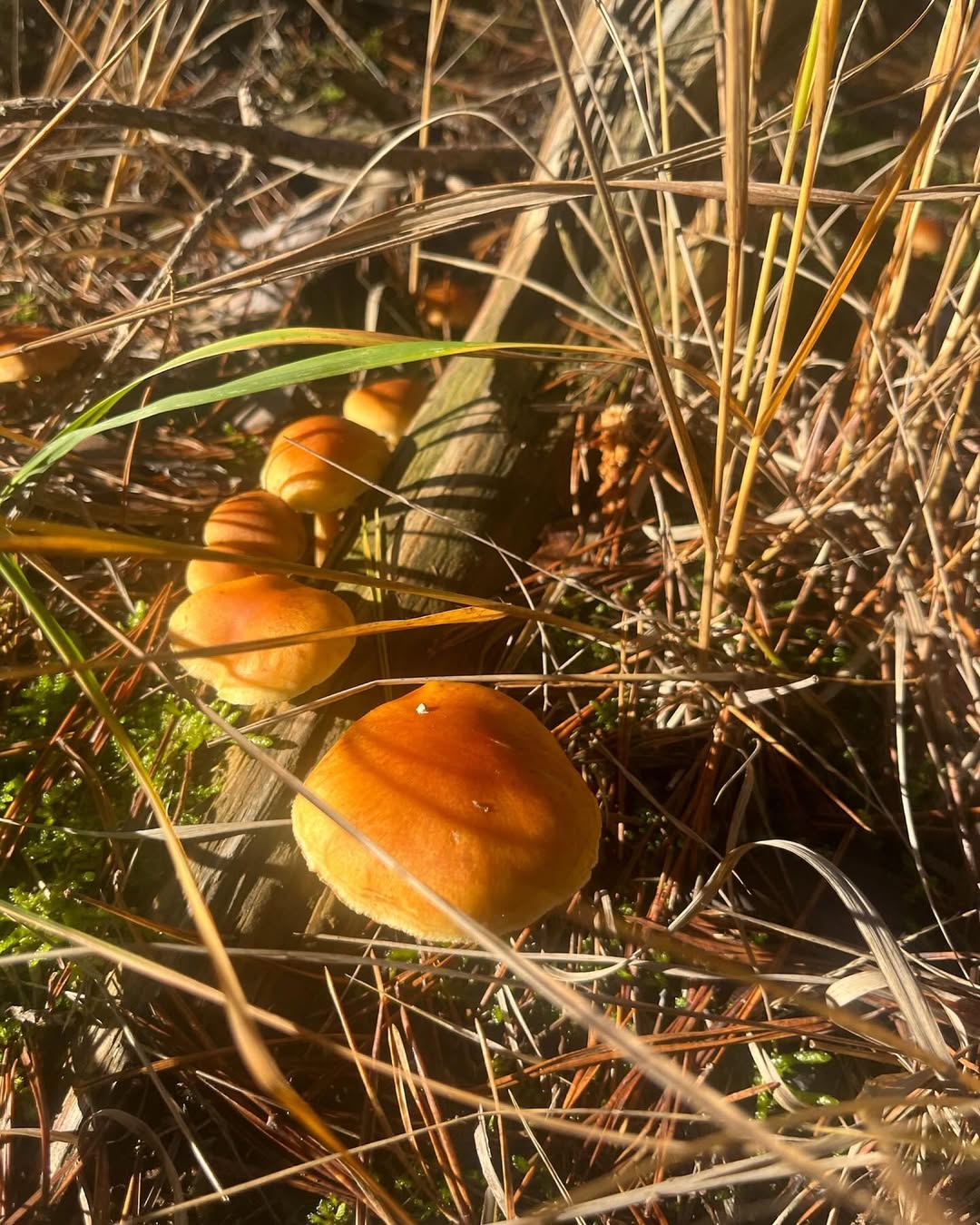 Work by IT'S THE EV-E, Set Ontwerper, in Londen