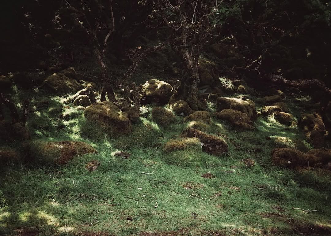 Work by alisΠ°, Fotograaf, in Londen