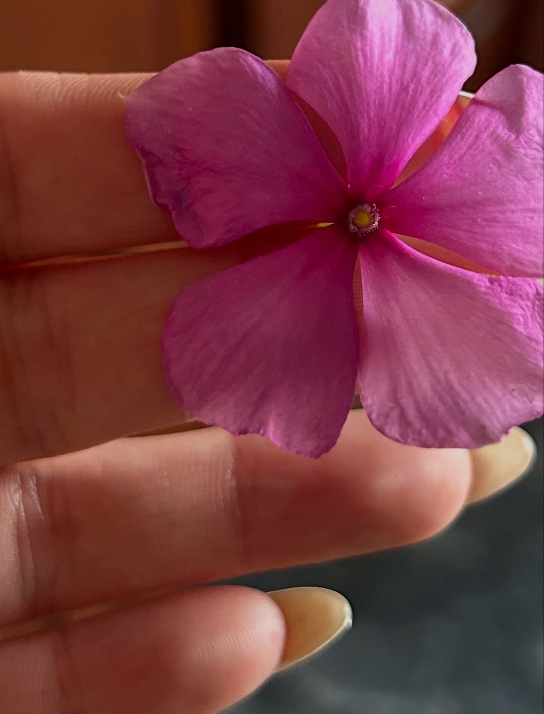 Work by Koto Atkins Shimada ・島田琴, Diseñador Gráfico, in Londres